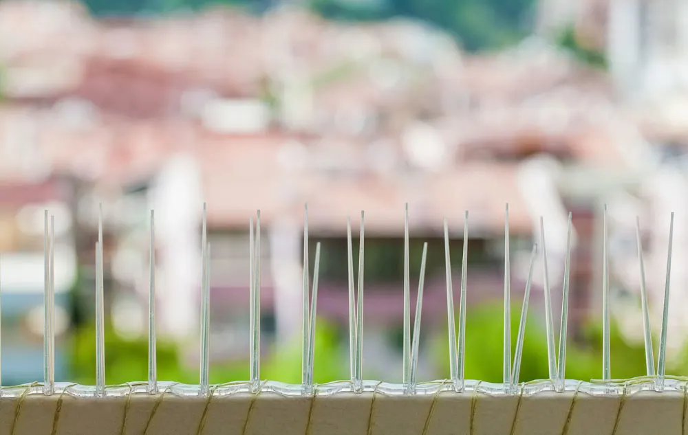 Bird Spikes  In Hyderabad 
