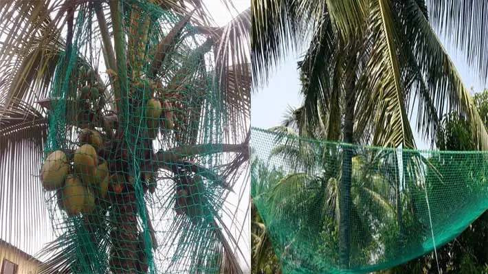 Coconut Tree Safety Net Protection in Hyderabad
