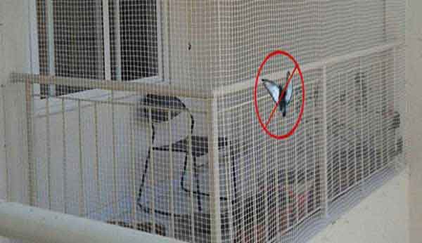 Pigeon safety nets in Badangpet 
