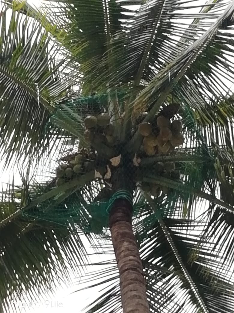 Coconut Tree Net in Hyderabad 
