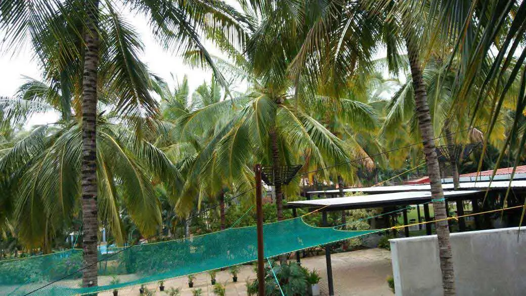 Coconut Tree Safety Net Installation in Hyderabad