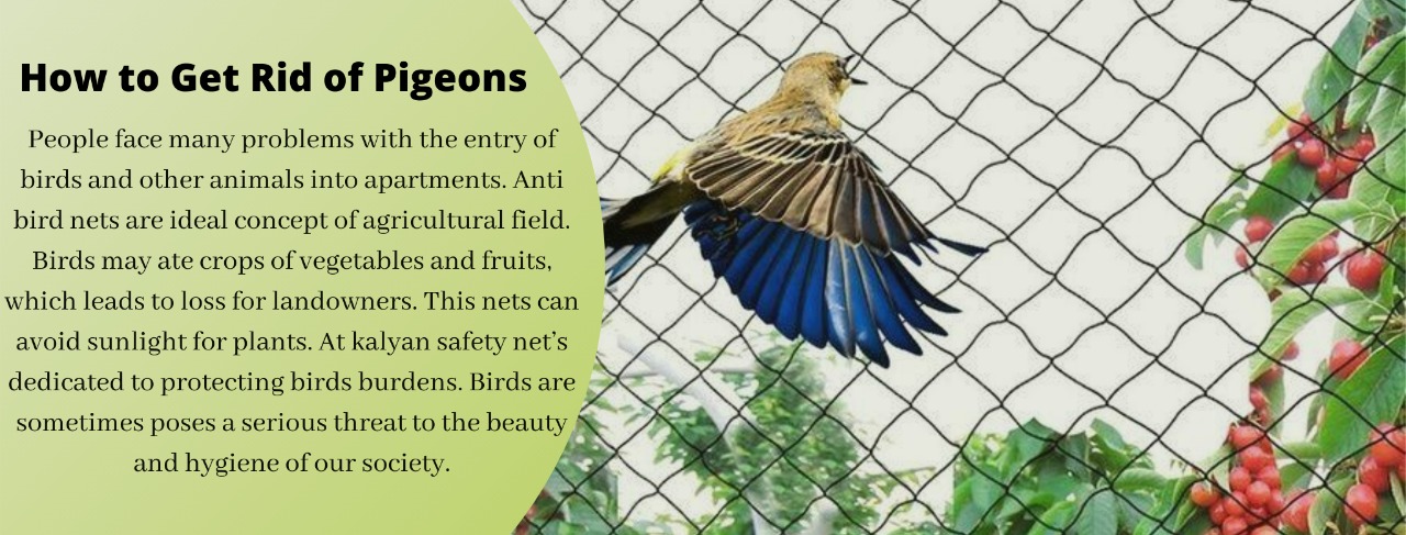 Enhancing Safety and Bird Control in Shivaji Nagar Pune - Expert Pigeon Net & Safety Solutions