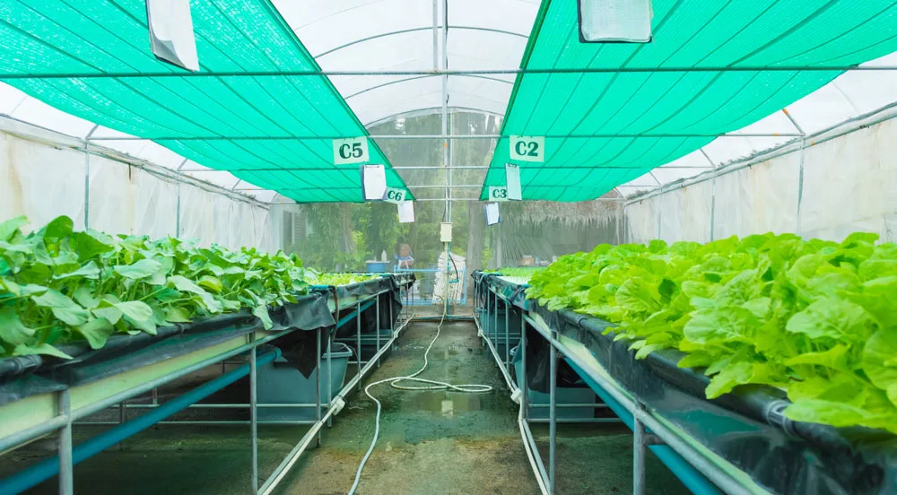 Shade Nets In Hyderabad
