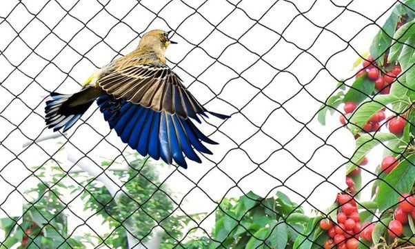 Anti Bird Nets fitted by Kalyan Enterprises in Thanisandra