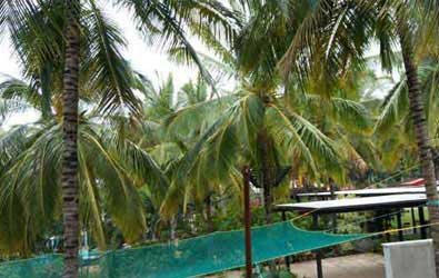 Coconut Tree Safety Net Protection in Hyderabad